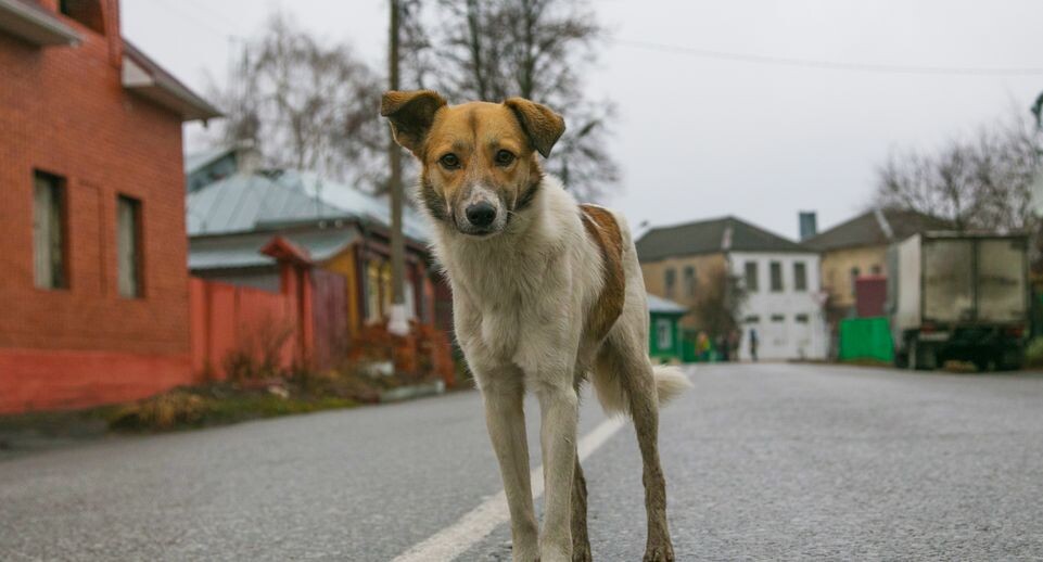    Бездомная собака в Коломне / Медиасток.рф