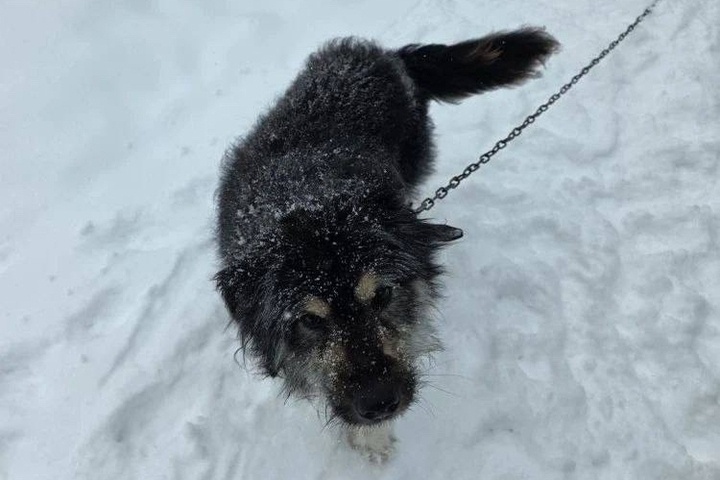 Жителей Тверской области просят взять собаку, чей хозяин уходит на СВО