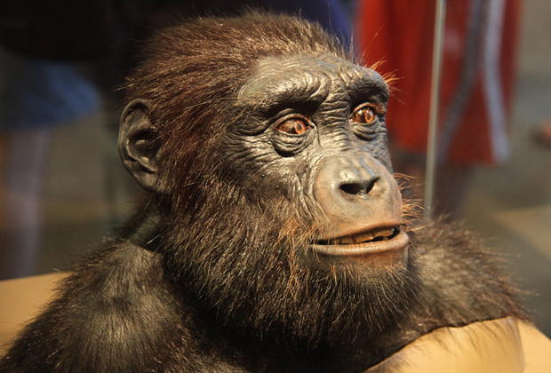 Сахелантроп - классическая реконструкция.