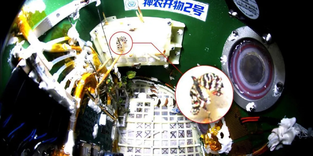 На китайской космической станции «Тяньгун» вывели бабочку в условиях невесомости