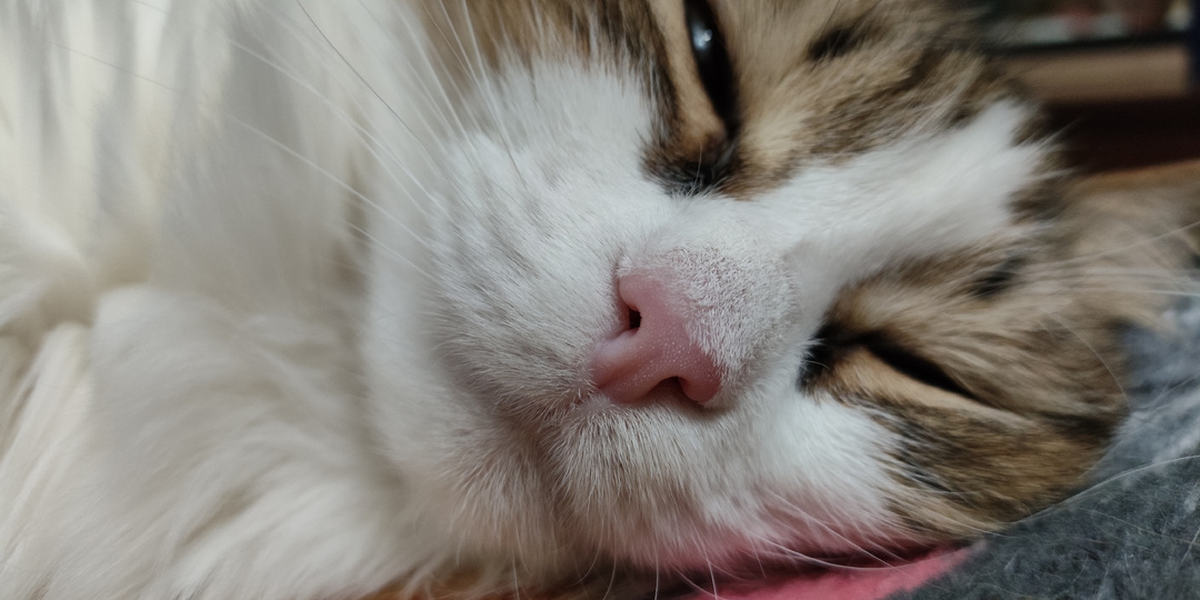 Юмор от котиков, пятничная подборка