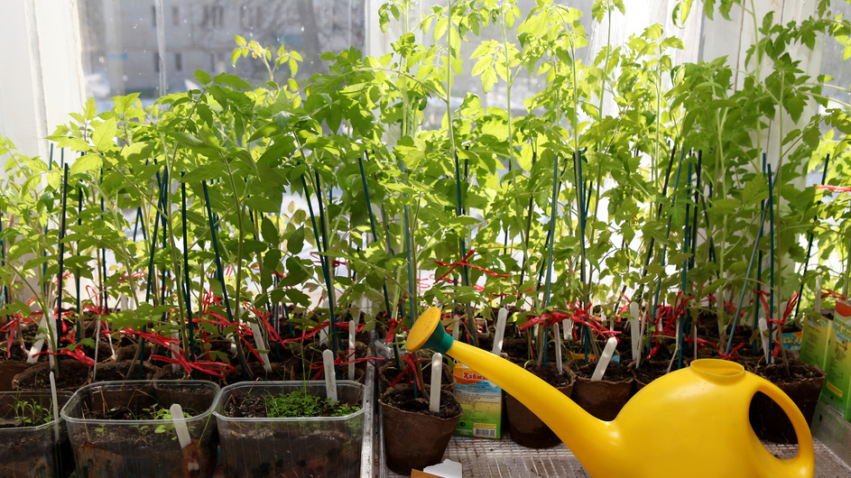 Высчитываю сроки посева без календарей и таблиц. За 6 лет ни разу не прогадал с рассадой