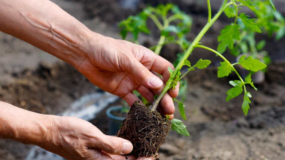 Измеряю температуру почвы каждый год для точного определения сроков высадки