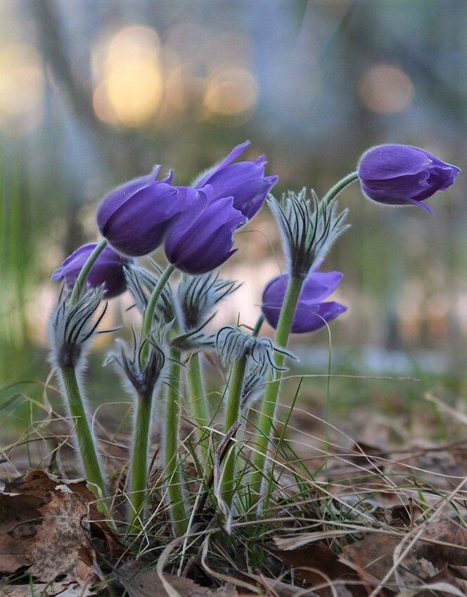 Картинка найдена на просторах интернета, ссылка https://yandex.ru/images/search?from=tabbar&img_url=https%3A%2Fi%2F.pinimg.com%2Foriginals%2Fa8%2F34%2Fа3f%2Fa83р43f81с285179b5e7bd53274cf0591a19.jpg&lr=47&pos=15&rpt=simage&text=%D1%86%D0%B2%D0%B5%D1%82%D1%8B%20%D0%BA%D1%80%D1%83%D0%BF%D0%BD%D0%BE%20%D1%84%D0%BE%D1%82%D0%BE