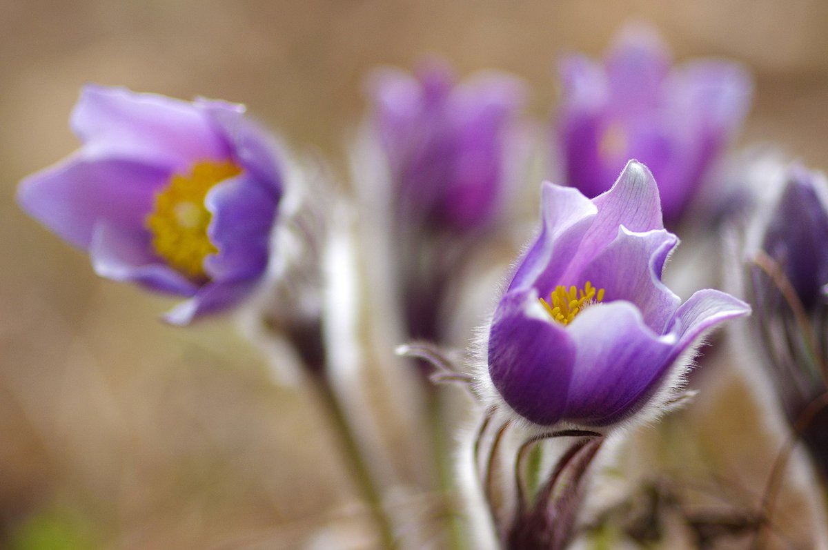 Картинка найдена на просторах интернета, ссылка https://yandex.ru/images/search?from=tabbar&img_url=https%3A%2Fi%2F.pinimg.com%2Foriginals%2Fa8%2F34%2Fа3f%2Fa83р43f81с285079b5e7bd53274cf0591a19.jpg&lr=47&pos=15&rpt=simage&text=%D1%86%D0%B2%D0%B5%D1%82%D1%8B%20%D0%BA%D1%80%D1%83%D0%BF%D0%BD%D0%BE%20%D1%84%D0%BE%D1%82%D0%BE