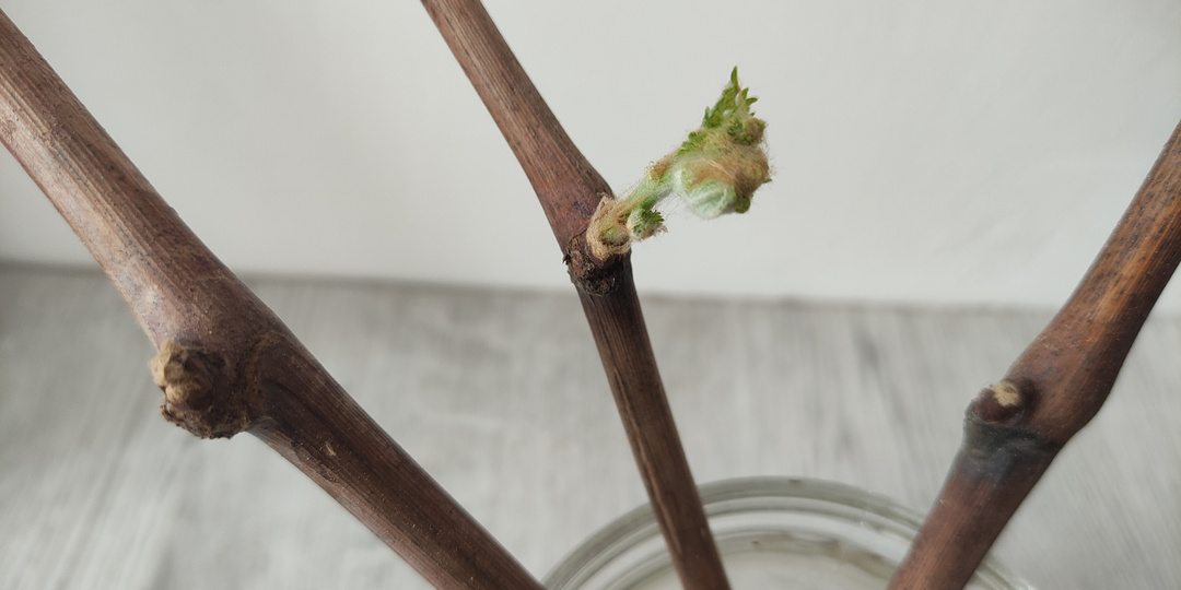 Укоренение черенков винограда по Радчевскому — лучшее решение