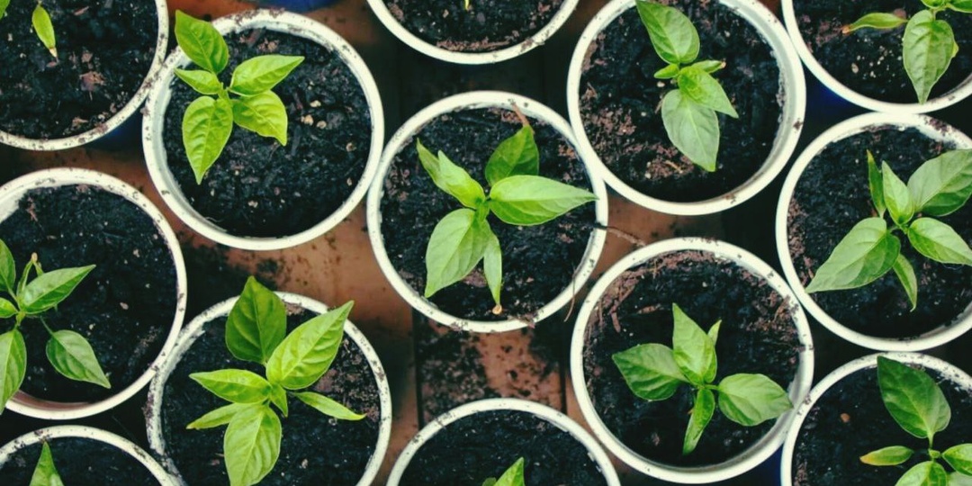 💧 3 капли сока алоэ в воду — перцы выскочили «щёткой» на 2-й день, даже те, что с истёкшим сроком