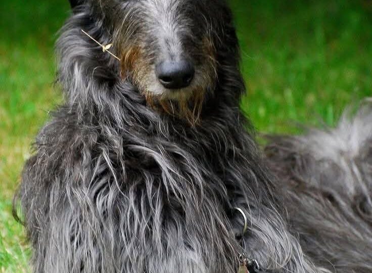 Шотладский дирхаунд