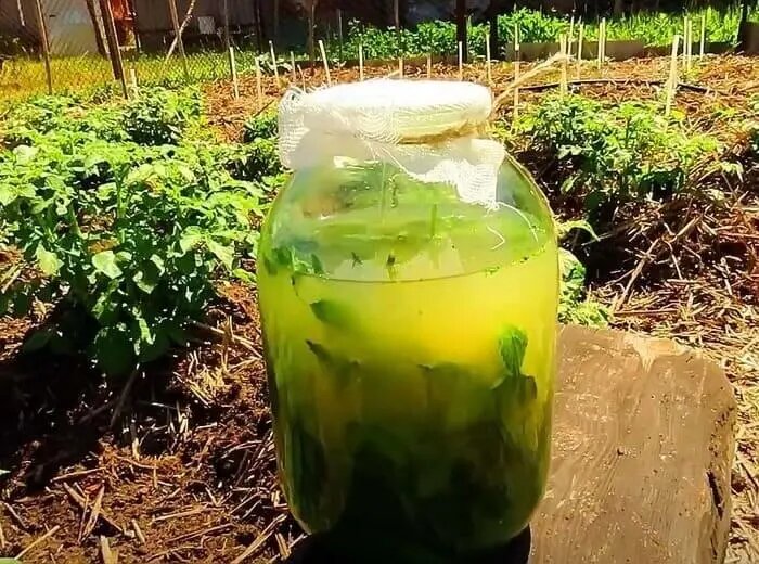 Готовая к процеживанию сурица