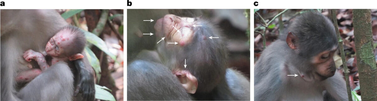   Carme Riutord-Fe et al. / Nature, 2026