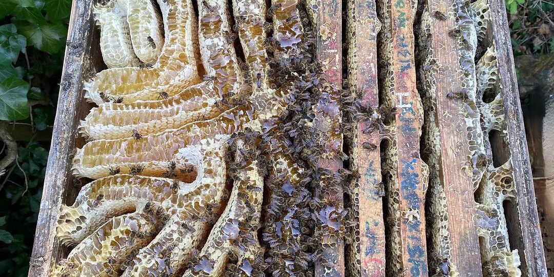 Свободноживущие пчелы в Англии