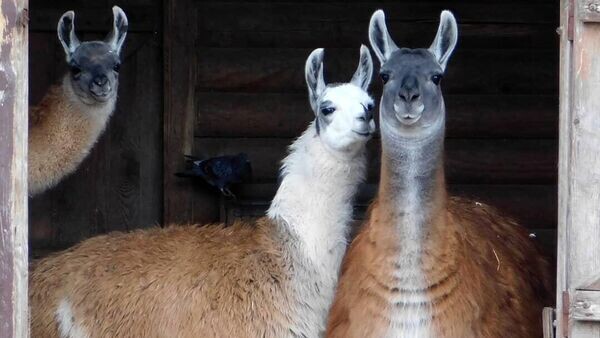    © Social media page of grodnozoo