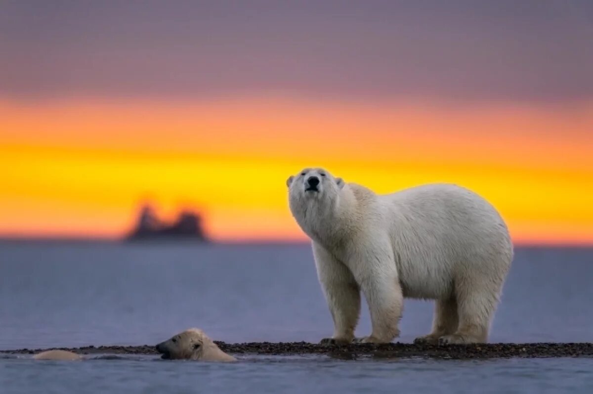    Белый медведь устроил погром на метеостанции: новости регионов 12 февраля