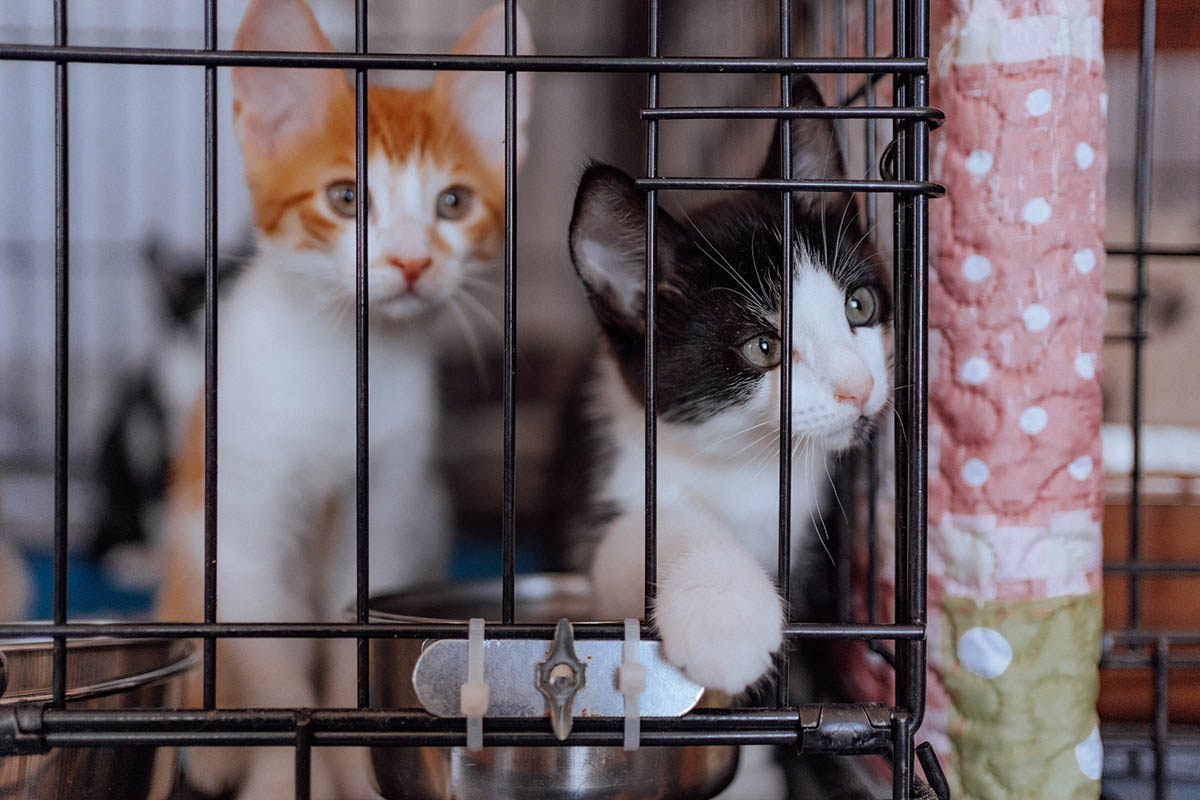 В приютах есть и котята, и кошки, так что можно выбрать питомца по сердцу. Источник: Maria Onoper / Shutterstock / FOTODOM