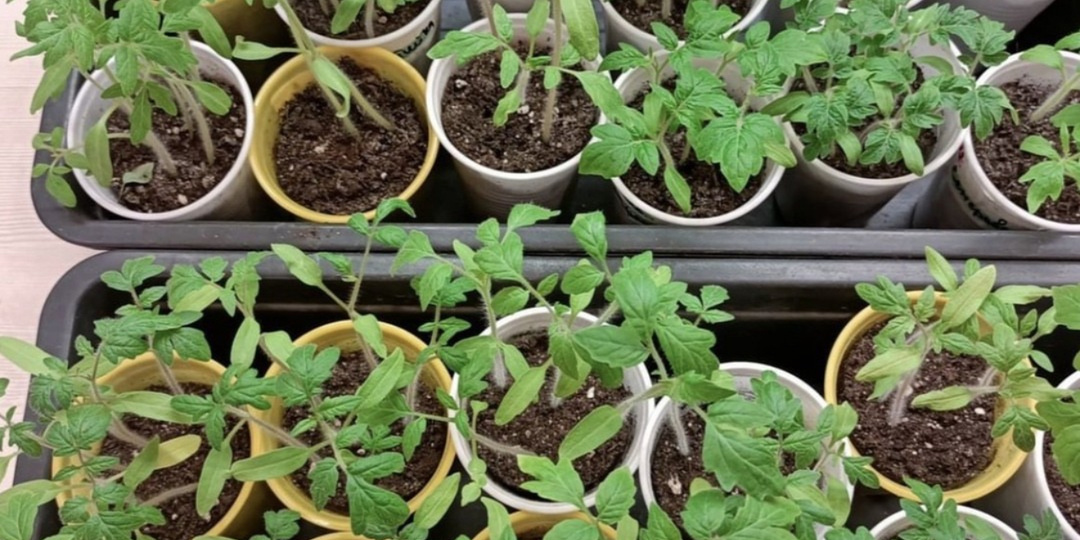 Даже хилая и слабая рассада станет толстым крепышом! Первая и самая важная подкормка для рассады томатов