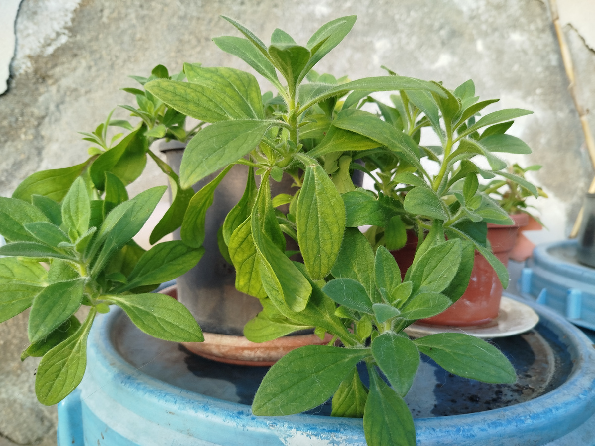 Фото автора. Перезимовавшая уже не-малышка))