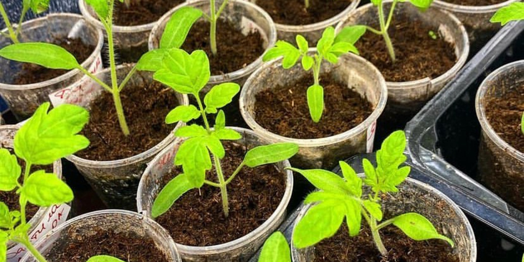 Сеем 15-20 февраля: как получить сверхранний урожай помидоров – без теплицы и без фитофторы