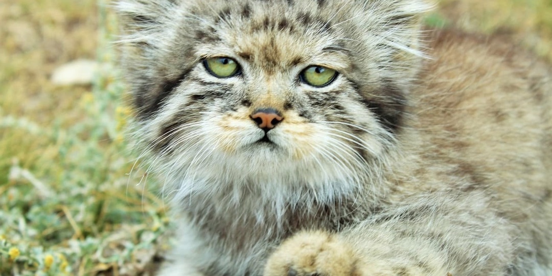 Секрет манула: интересные факты от Сайлюгемского нацпарка