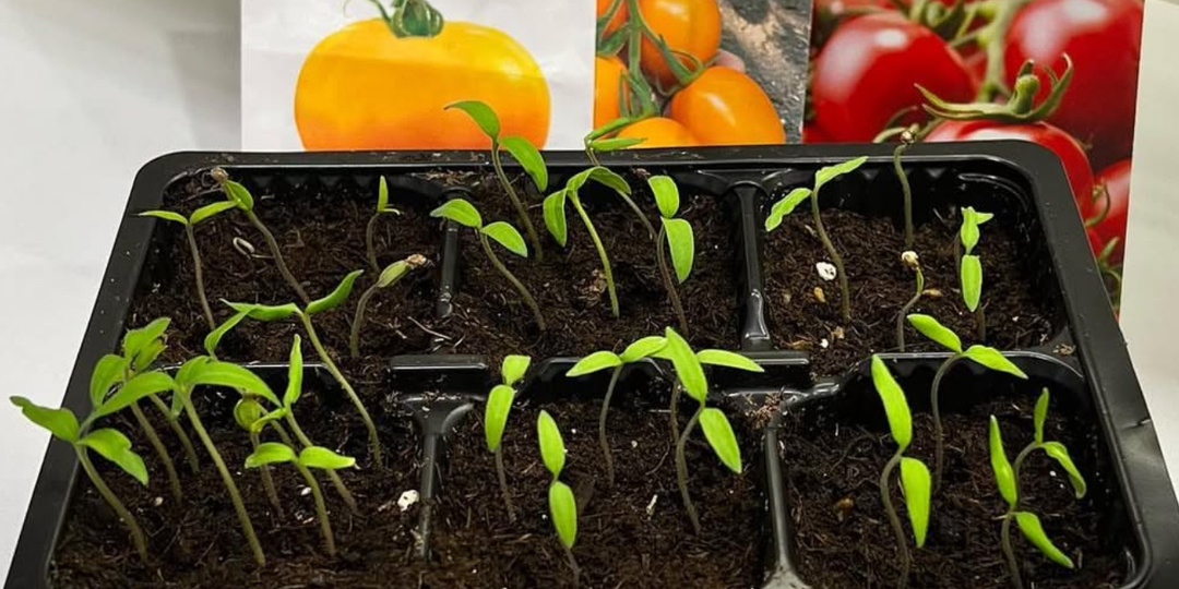 Моя идеальная тара для рассады и лучший метод: 10 лет так выращиваю. Корни мощные, длинные — рассада никогда не вытягивается