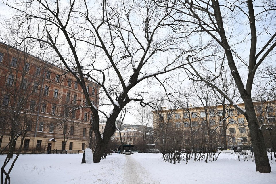    Дуб планируют спилить из-за потенциальной опасности здоровью людей. Алексей БУЛАТОВ