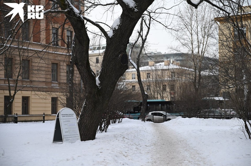    Дубу исполнилось 85 лет, дерево пережило блокаду Ленинграда. Алексей БУЛАТОВ