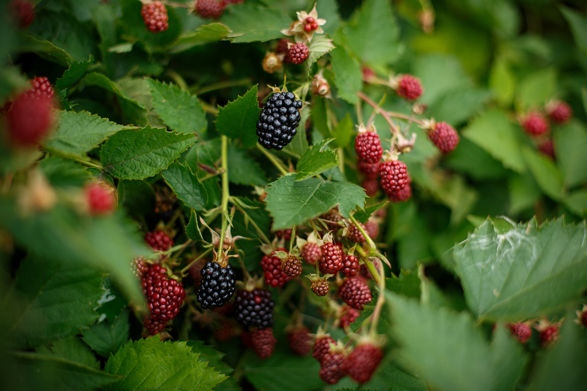 Ежевика Полар