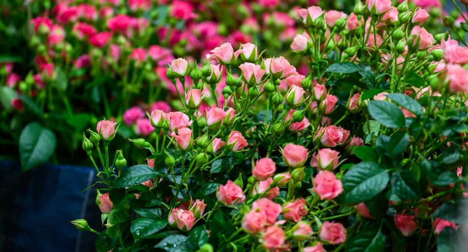    медиасток.рф