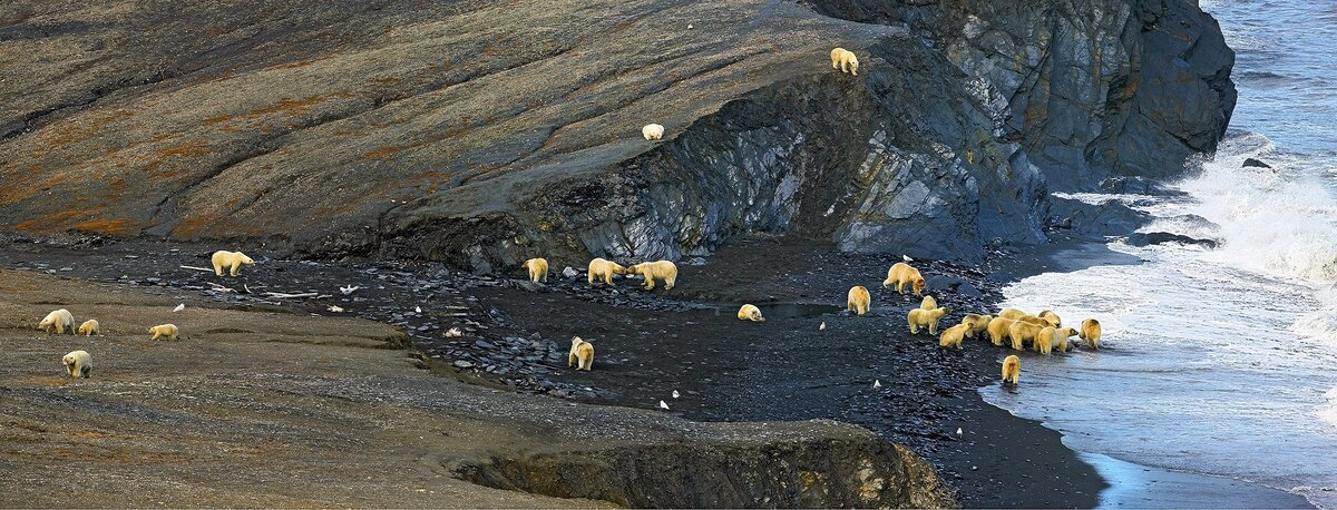 Заповедник на острове Врангеля в наши дни