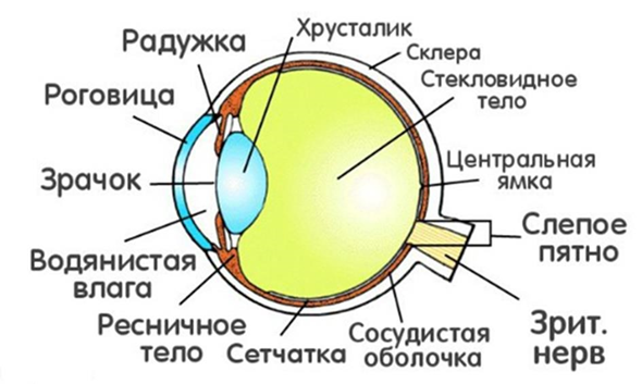 Строение глаза. Источник: zdorovieinform.ru