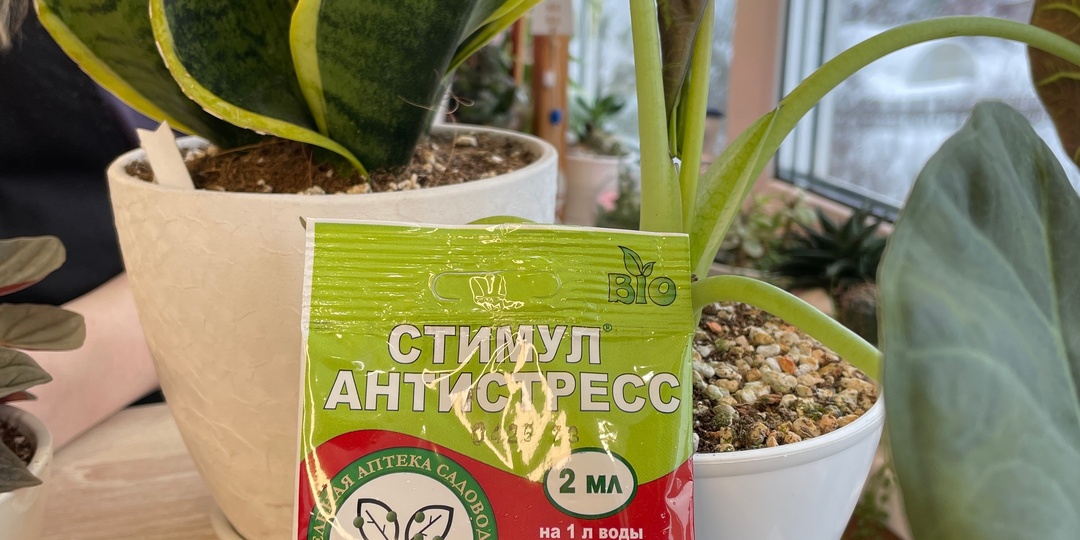 СТОИТ ЛИ ЗИМОЙ ПЕРЕСАЖИВАТЬ КОМНАТНЫЕ ЦВЕТЫ.