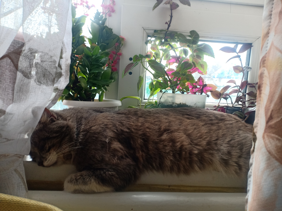 Мой кот например любит спать в зонах оттока на окнах.На фото зона Юго-Востоке,сегодня открыла проветрить.А за шторами притаился кот Тима)