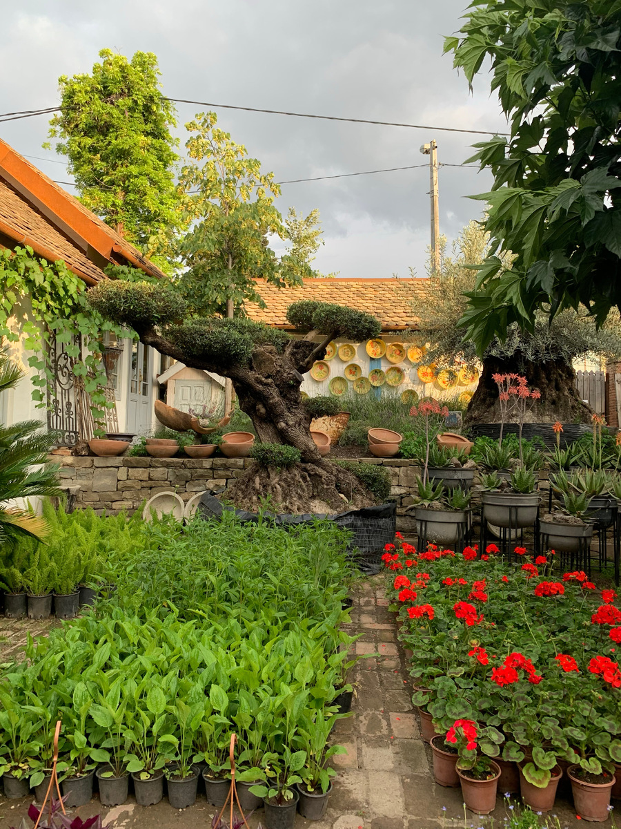 В саду около 3000 видов растений, включая розы, тюльпаны, азалии, глицинии, пионы и хризантемы. Фото: Антон Чеклуев