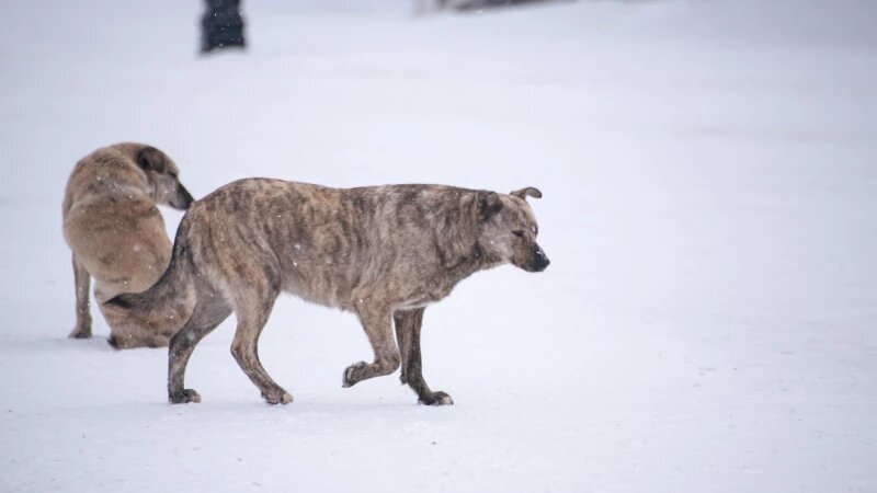     Бродячие собаки в Барнауле. Дарья Беркетова, altapress.ru