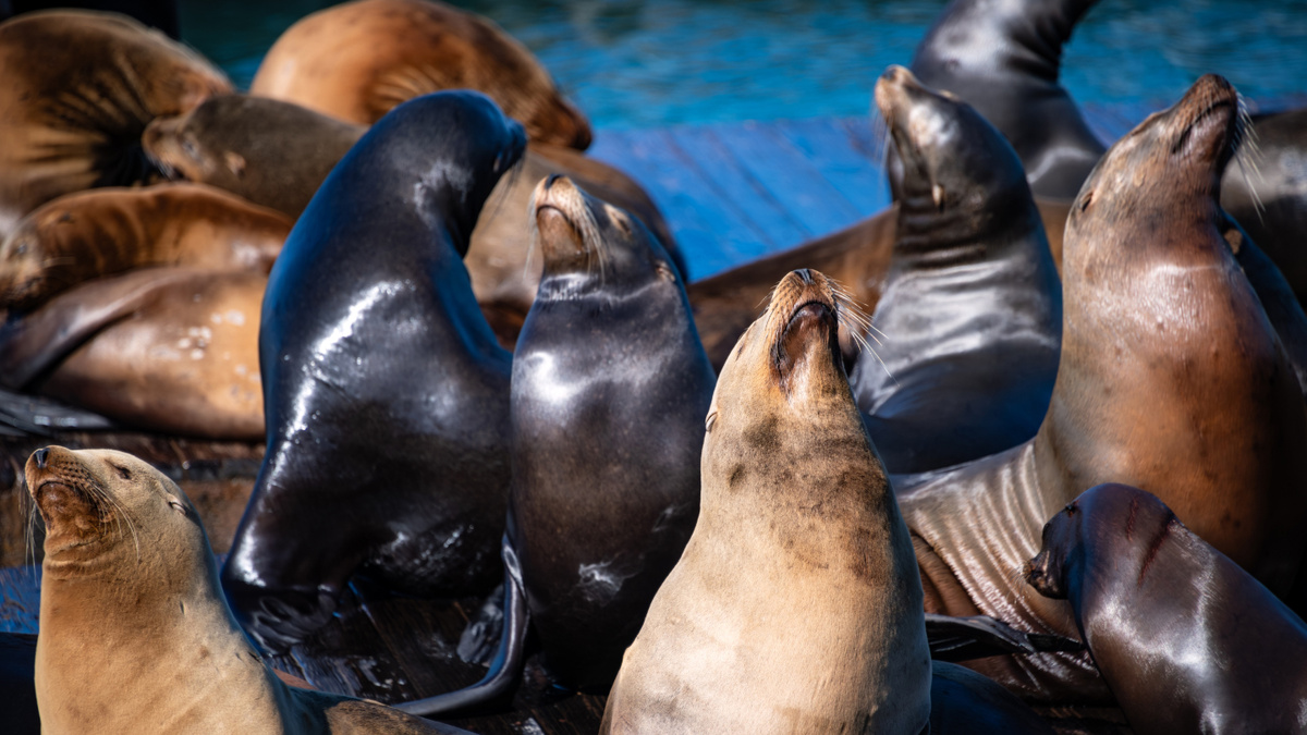     Фото: PHOTOGRAPHY IS ON/Shutterstock/FOTODOM Изучение хлопков серых тюленей в 2024 году в Малинском море подчеркнуло, что шумовое загрязнение судов может заглушать коммуникацию животных