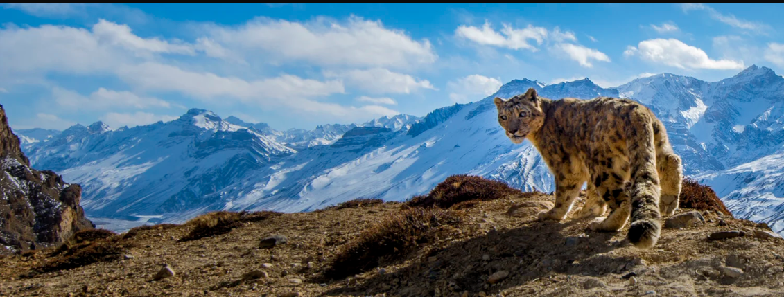 Снежный барс Гималаев оглядывается на сработавшую фотоловушку. (c) Prasenjeet Yadav.
