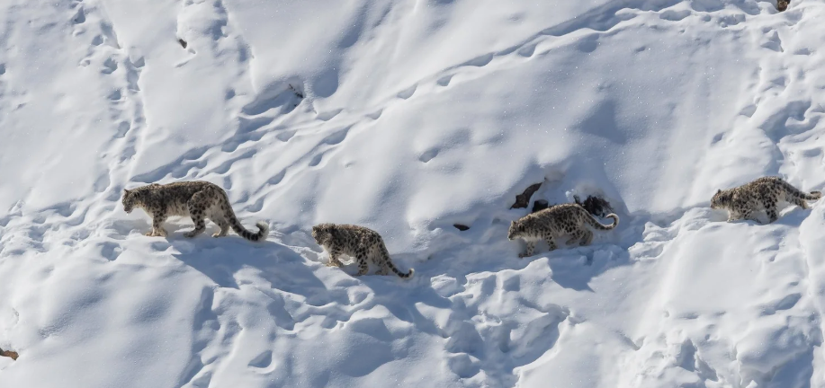 Самка снежного барса и ее котята пробираются по снежной тропе в долине Спити, штате Химачал-Прадеш. (c) Dalida Innes.