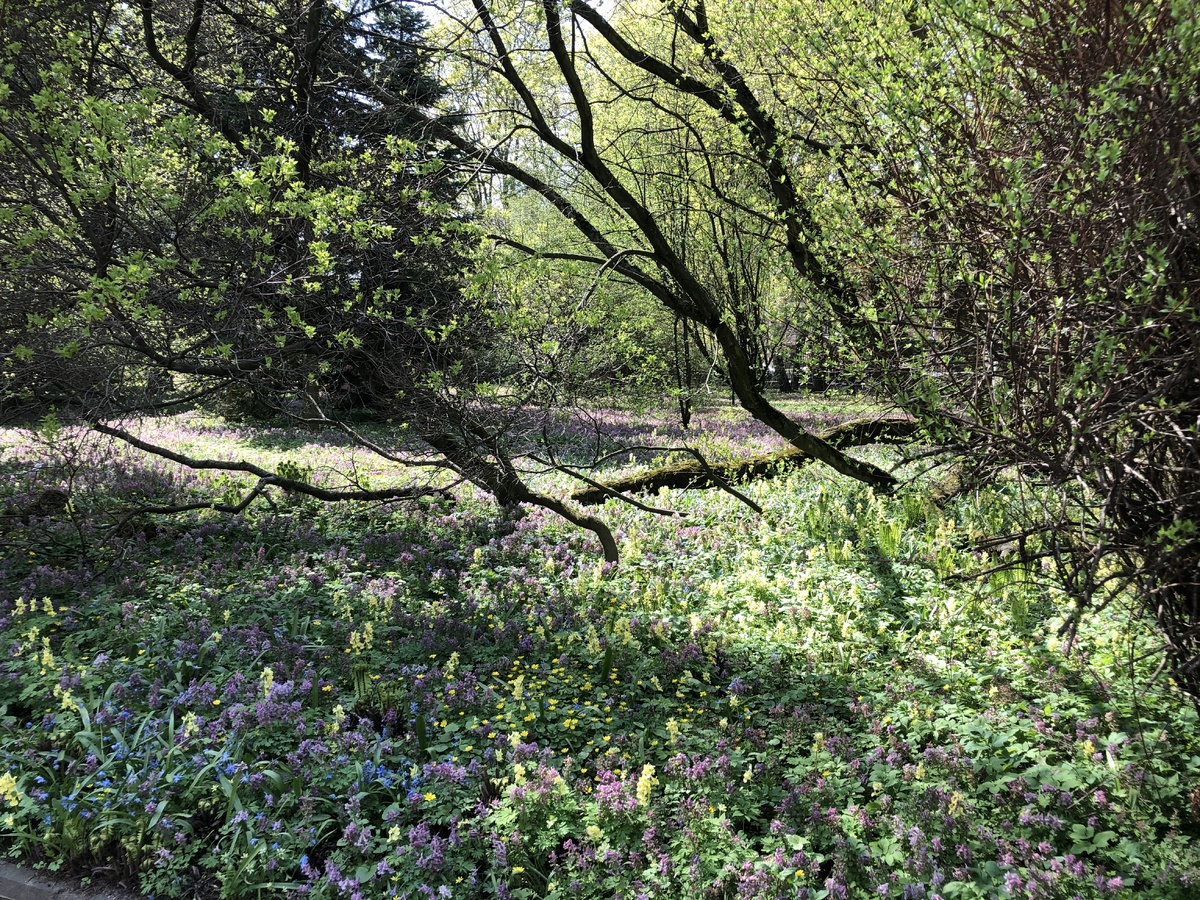 Ботанический сад Петра Великого весной (г. Санкт-Петербург)