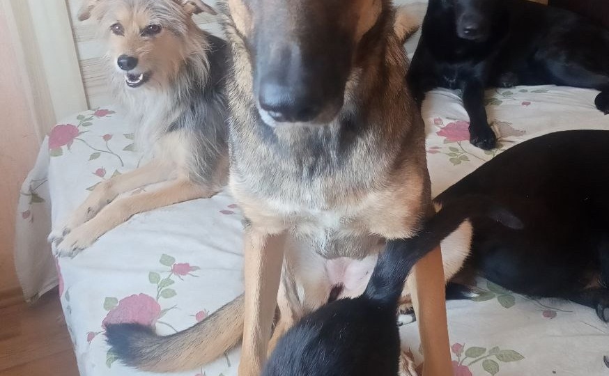 Спасите Бусинку: соберём ей бусинки добра!