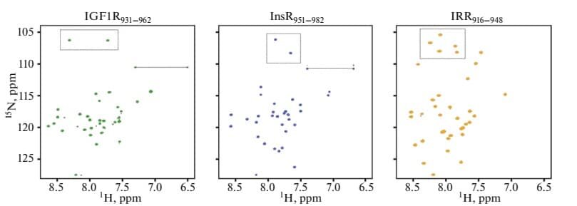    ЯМР-спектры трансмембранных доменов инсулиновых рецепторов в мембраноподобной среде. Показаны спектры доменов IGF1R, InsR и IRR, подтверждающие, что все три белка сохраняют правильную спиральную структуру в условиях, имитирующих клеточную мембрану / © Biochemistry (Moscow), Supplement Series A: Membrane and Cell Biology