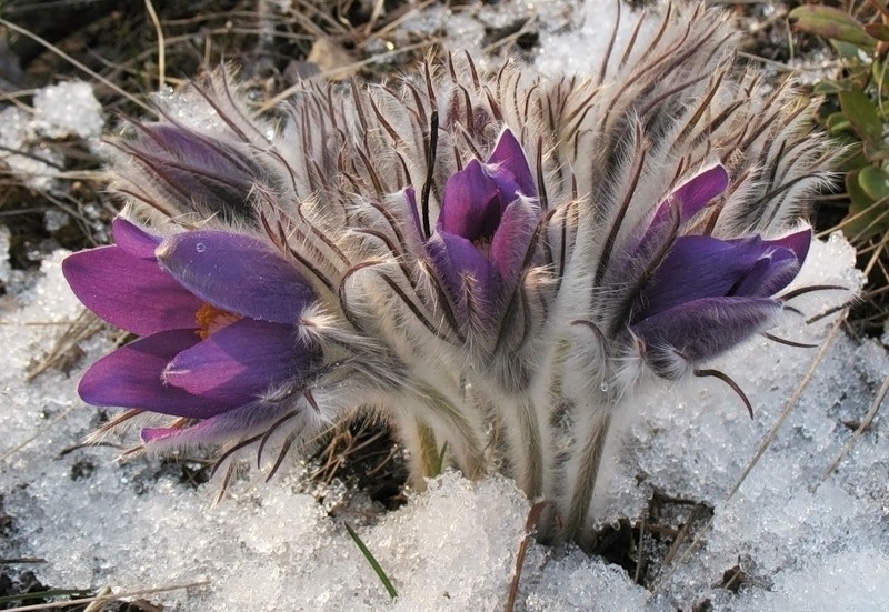 Картинка найдена на просторах интернета, ссылка https://yandex.ru/images/search?from=tabbar&img_url=https%3A%2Fi%2F.pinimg.com%2Foriginals%2Fa8%2F34%2Fа3f%2Fa83р43f81с285179b5e7bd53274cf0591a19.jpg&lr=47&pos=15&rpt=simage&text=%D1%86%D0%B2%D0%B5%D1%82%D1%8B%20%D0%BA%D1%80%D1%83%D0%BF%D0%BD%D0%BE%20%D1%84%D0%BE%D1%82%D0%BE