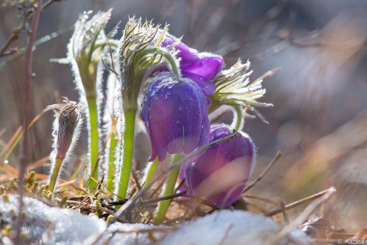 Картинка найдена на просторах интернета, ссылка https://yandex.ru/images/search?from=tabbar&img_url=https%3A%2Fi%2F.pinimg.com%2Foriginals%2Fa8%2F34%2Fа3f%2Fa83р43f81с2879b5e7bd5350274cf0591a19.jpg&lr=47&pos=15&rpt=simage&text=%D1%86%D0%B2%D0%B5%D1%82%D1%8B%20%D0%BA%D1%80%D1%83%D0%BF%D0%BD%D0%BE%20%D1%84%D0%BE%D1%82%D0%BE