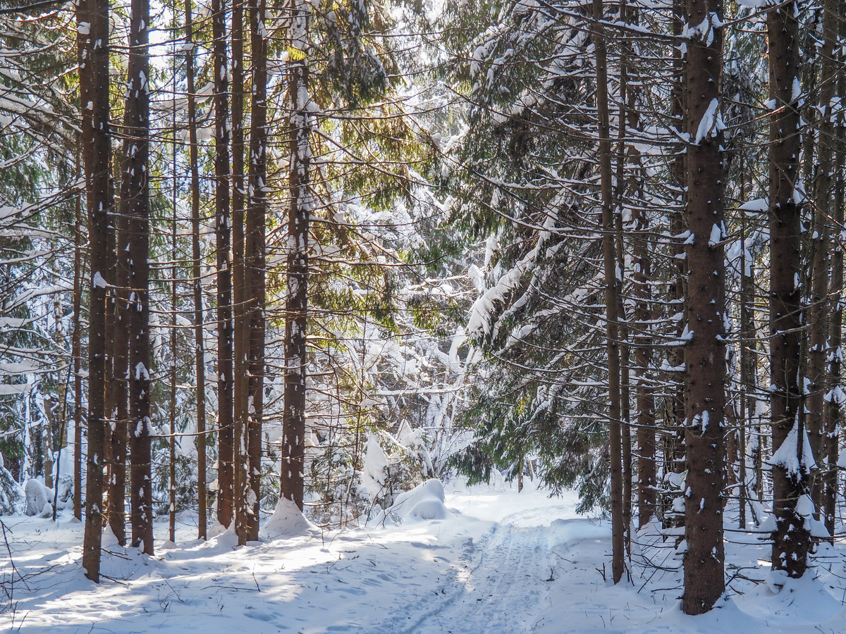 Лес по пути в "Подмосковные Кижи". Фото Павел Каманин
