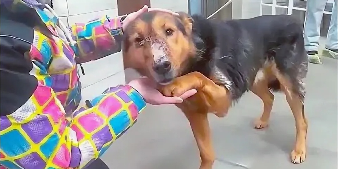 Собака пришла за помощью к деду Тихону. А она отблагодарила его когда это было необходимо больше всего