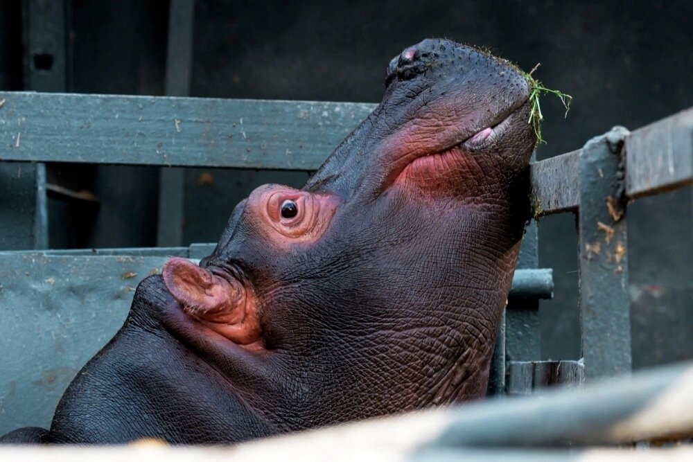    Любопытно, что в научной классификации семейство называется «бегемотовые» (Hippopotamidae). Фото: РИА Новости/ Алексей Даничев