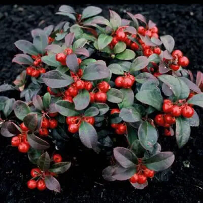 Гаультерия вечнозелёная