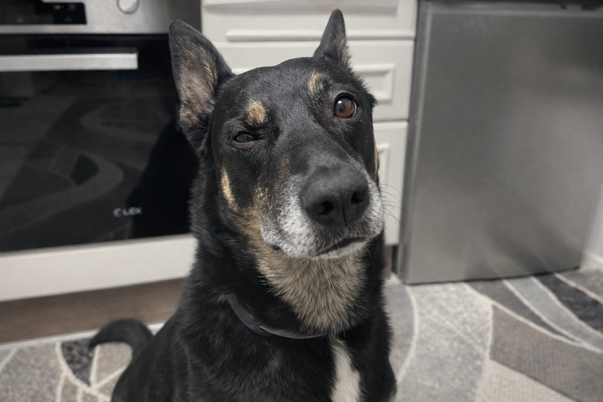 Когда мне Миша только сказал про какого-то Макса, я даже не понял, о чем речь! Сделал такую вот мордочку 🤨 и стал думать, о чем идет речь... Кто же мог подумать, что это менеджер! Ой! То есть мессенджер 😅!