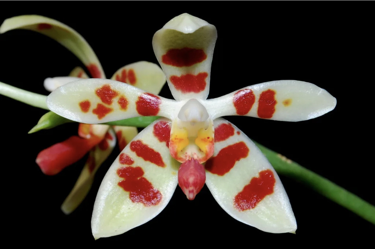 Материнское растение: Phalaenopsis maculata