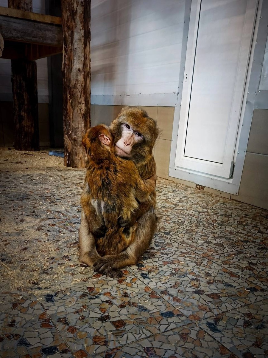    Карельский зоопарк / VK