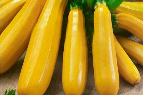 Кабачок Анаконда Жёлтая: мощный куст и щедрый урожай