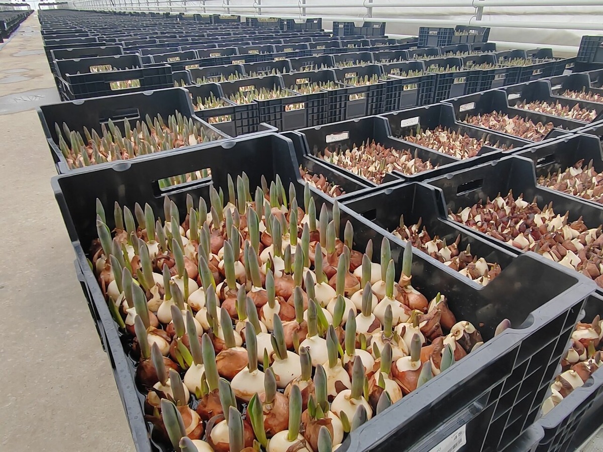    Агрономы предприятия основательно изучили производственные процессы, технологию разведения тюльпанов, так как это новое направление. Источник фото: novostitambova.ru.